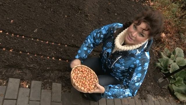 Сажаем лук под зиму смотреть онлайн