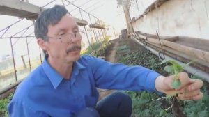 Как обновить картофель