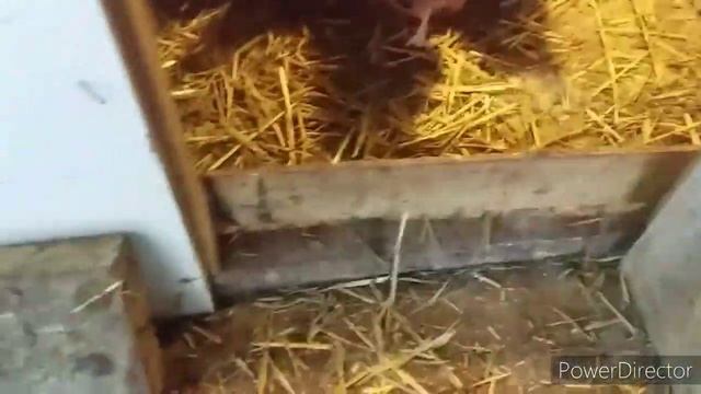 Правильное Питание и Содержание Кур,Цыплят/Чем Кормить и Поить/Как Поднять Иммунитет у Цыплят?