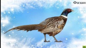 Презентация "Зимующие птицы"