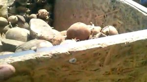 Кмз 012 картофелесажалка 1