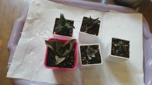 Очередная попытка адаптации хавортий и крассулы