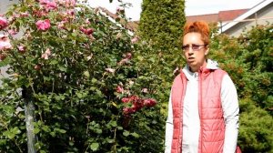 Секреты выращивания плетистых роз