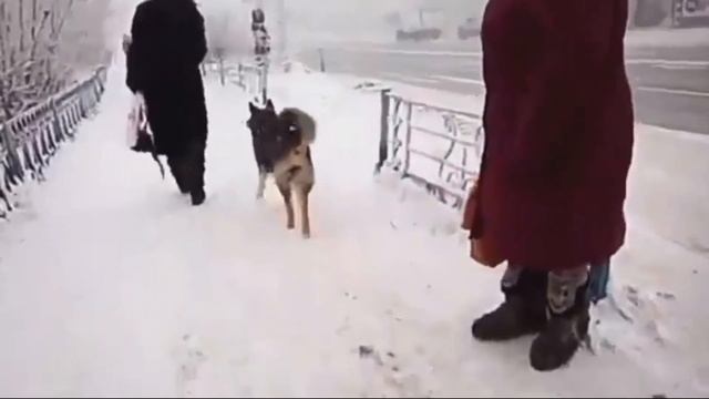 Брошенный пес
