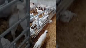 Оборудование для овец коз от Шипмастер- кормовая лента для овец и коз Javier Camara (Испания)