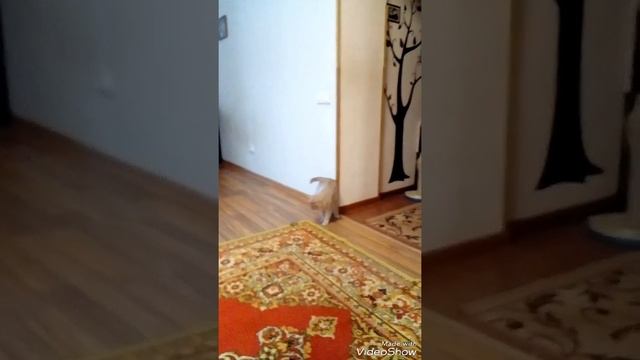 Кот и резинка для волос это что то смотреть онлайн