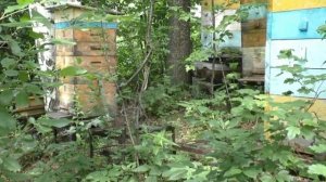 Как просто и быстро определить откуда вышел рой