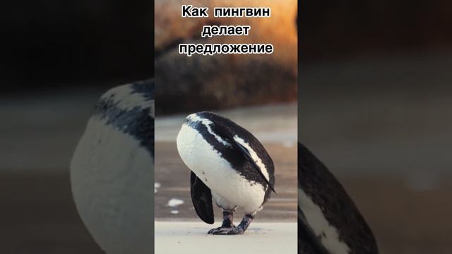 Как пингвины делают предложение