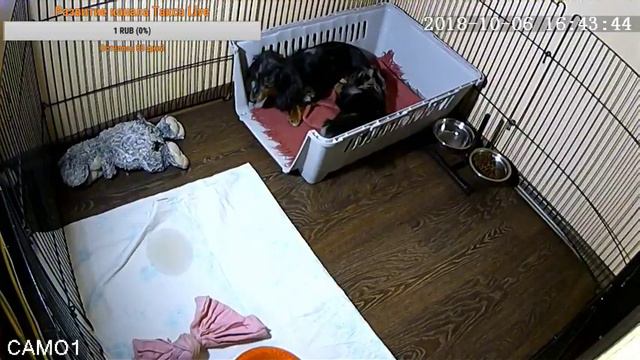 Питомник Я Такса смотреть онлайн