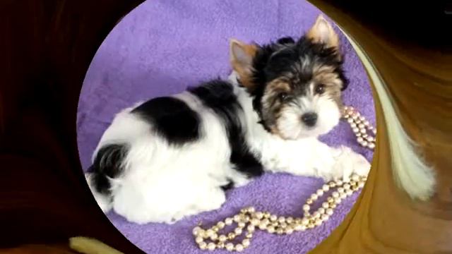 Щенки Бивера от Рашен Голд.Наши выпускники.www.rusigold.ucoz.ru смотреть онлайн