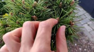 Неожиданные новинки. Новые хвойные в мой сад. Мои хосты.