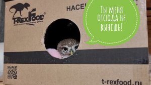 Ловлю сову на осьминога. Как выманить сыча Лучика из домика? Новое вкусное от T-RexFood для сов!