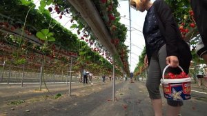 За клубникой к фермеру. Клубника в теплице.