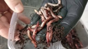 Кратко о некоторых видах червя.