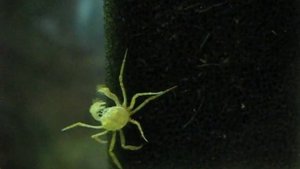 Карликовый краб паук. Limnopilos naiyanetri