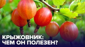 КРЫЖОВНИК: от каких болезней он защитит?