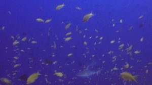 Sharks. Акулы атолла Rasdhoo (Maldives).