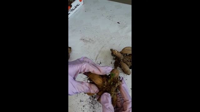 Как посадить георгины