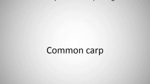 How to say Common carp in English?