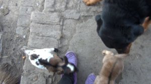 Чип, явно, хочет съесть козочек. Собака и козлята