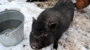 КУПИЛИ ДОМ В ДЕРЕВНЕ. НАСТУПИЛА ВЕСНА В НАШЕМ ХОЗЯЙСТВЕ