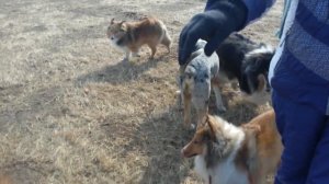 Прогулка колли и шелти 10 04 16