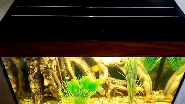 аквариум 120 л. Зеленоградские аквариумные комплексы. Ч.2. Кормление цихлид. Удобство крышки. смотреть онлайн