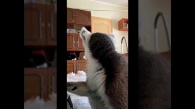 #кошачийлемур ЛЕМУР В КВАРТИРЕ. смотреть онлайн