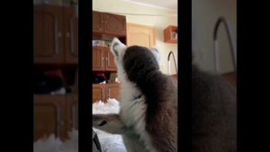 #кошачийлемур         ЛЕМУР В КВАРТИРЕ.