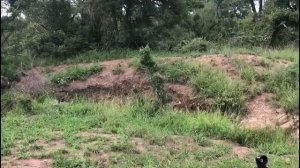 wild dogs vs baby warthog eaten alive