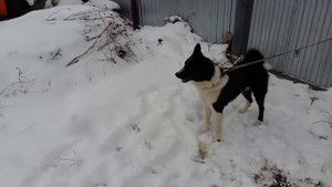 Русско европейская лайка