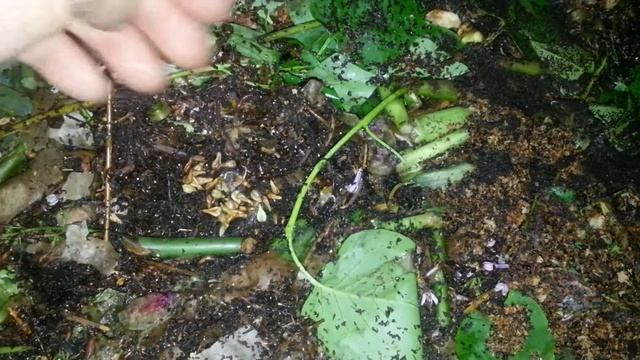 А прорастут ли виноградные косточки в вермике? смотреть онлайн