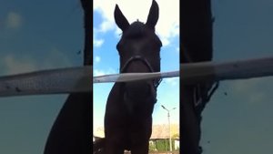 Лошадь пьёт как собака