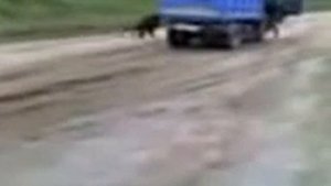 Разъяренный медведь бежит за мужиком