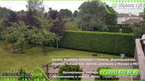 Обрезка живой изгороди ☎ +79990008108 Москва обрезка туй стрижка туй4
