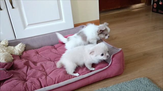 длинношерстные детки чихуахуа. 3 месяца.