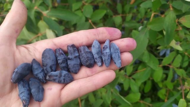 Жимолость Бакчарская обзор созревших сортов смотреть онлайн