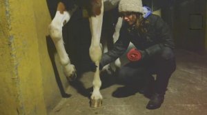 КАК БИНТОВАТЬ НОГИ ЛОШАДИ?