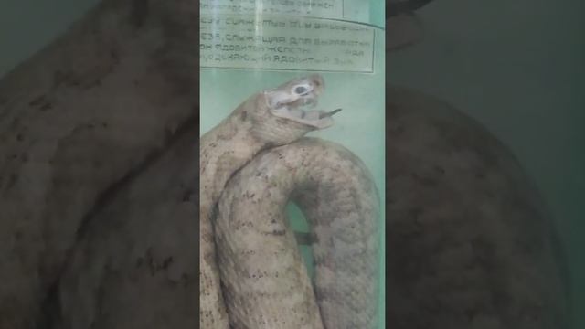 #shorts Ядовитая змея гюрза нападает сразу! смотреть онлайн