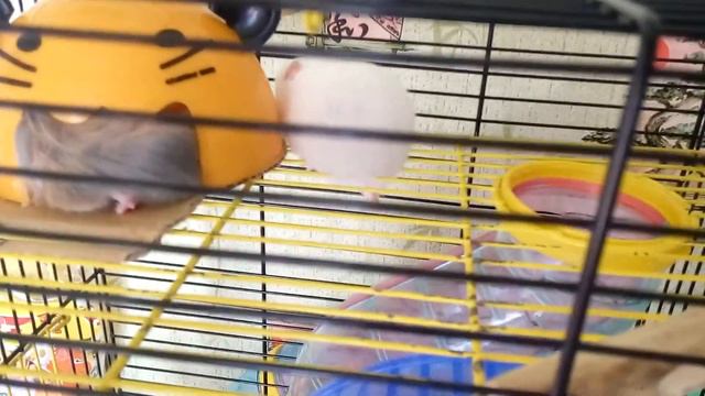 Мой питомец хомяк | Вместительный домик | Хомячуля: Secret Life Hamster - Pets