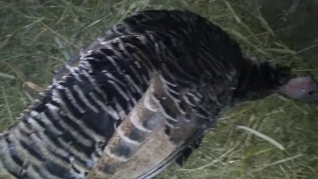 Передаю приветы!!! Индюшки сели на яйца. Небольшой обзор хозяйства смотреть онлайн