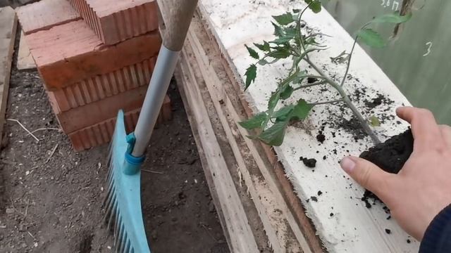 Высаживайте Рассаду Помидоров в Открытый грунт крепкой а не вытянутой! Как сделать Рассаду Крепкой!