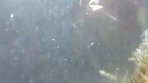 способ ловли крабов