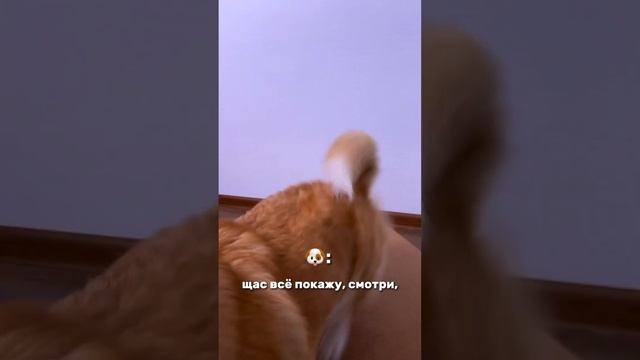 У ТЕБЯ НЕТ ОПЫТА В ЙОГЕ, И ТЫ БОИШЬСЯ НАЧИНАТЬ? #йогаспб #йогаонлайн #психология #йогаупражнения смотреть онлайн