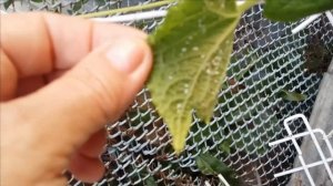 85.Борьба с белокрылкой на огурцах.