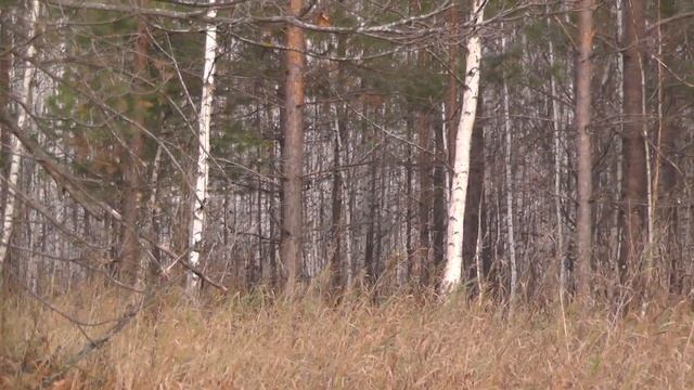 прогулка по лесу, п.Новый буян, Самарская область смотреть онлайн