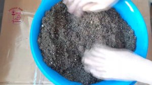 Как пересадить юкку с полной заменой грунта