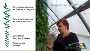 Крупнобугорчатый Огурец Мадрилене F1