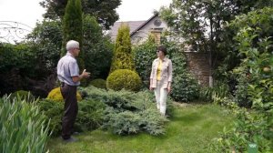 Хвойная композиция в саду. Секреты составления.