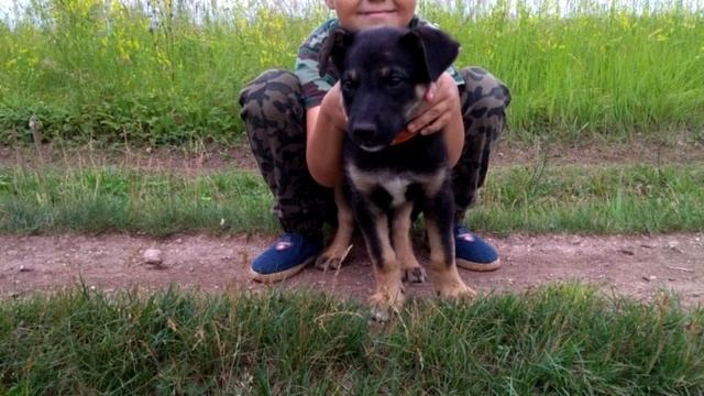 К лисьей норе выкинули целое семейство крошечных щенков смотреть онлайн